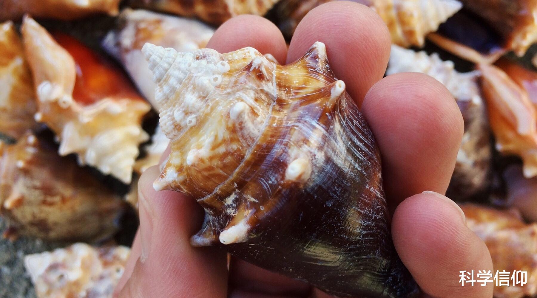海鲜|海螺、鲍鱼、蛏子、花蛤，贝类海鲜，吃个明白