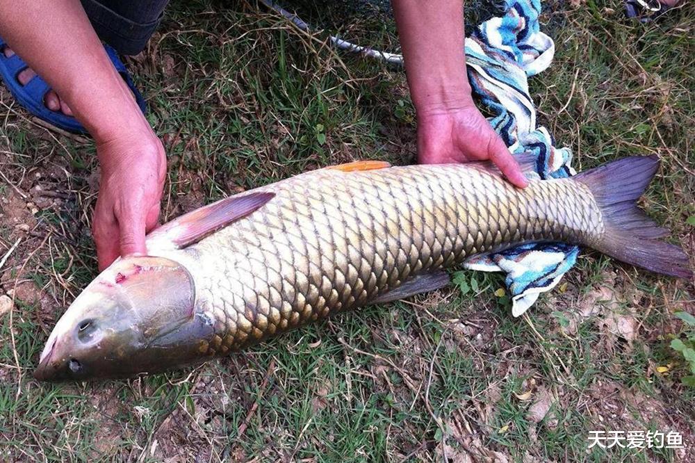 盛夏野钓,4种最好钓的鱼,不惧高温低气压