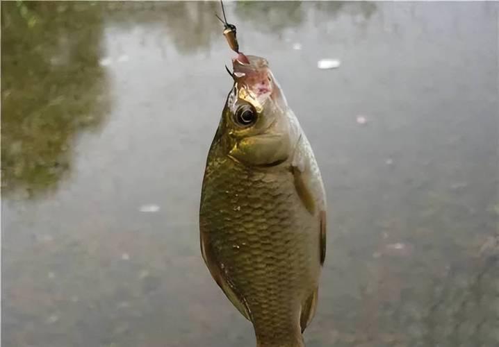 饵料|鱼为什么喜欢吃蚯蚓?专家给出回答,并不是因为蚯蚓的味道