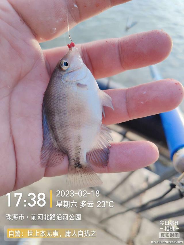 鳊鱼|今天是个好日子,用小钩鱼儿多多上,换大钩连竿大麦鲮