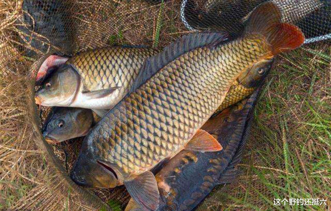 钓鲤鱼调钓与看漂抓口!钓目决定成败,调平水真的是在钓钝吗?