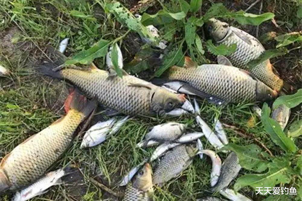 初秋野钓，这几种天气鱼口最好，随便钓也能连竿