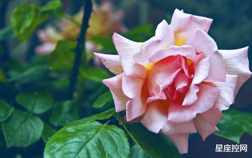 有高情商，更有事业进步的四个星座，积累出人生好成果