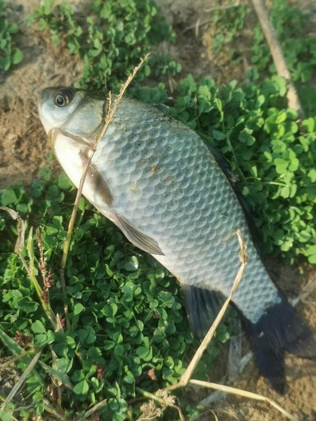 灵敏度|冬季传统钓打窝之后你要做的几件事。