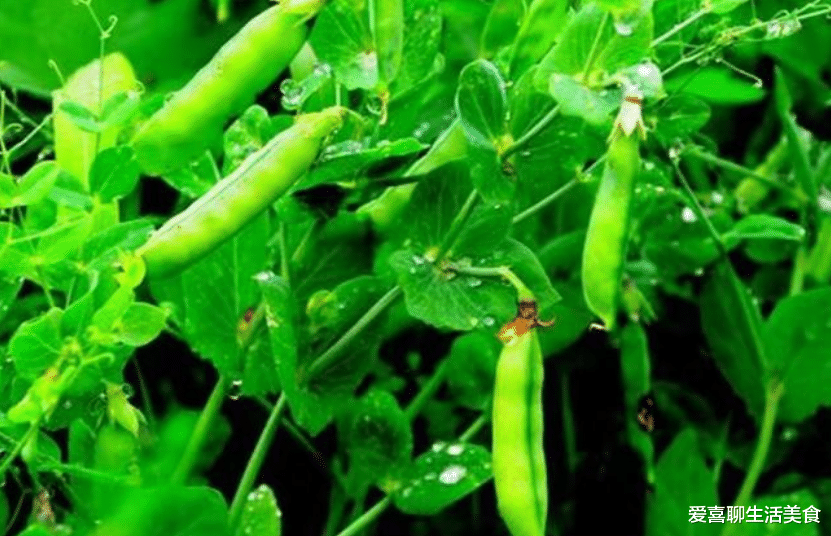 立夏|明日立夏，记得吃“立夏4宝”，立夏的规矩要懂，顺应时节，平安入夏