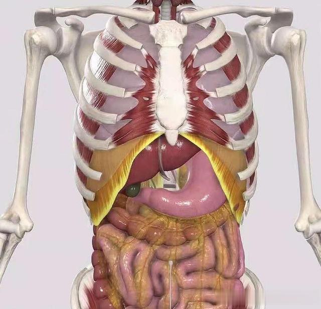 肚子凸起或有赘肉,该如何减去?控制饮食和锻炼有讲究
