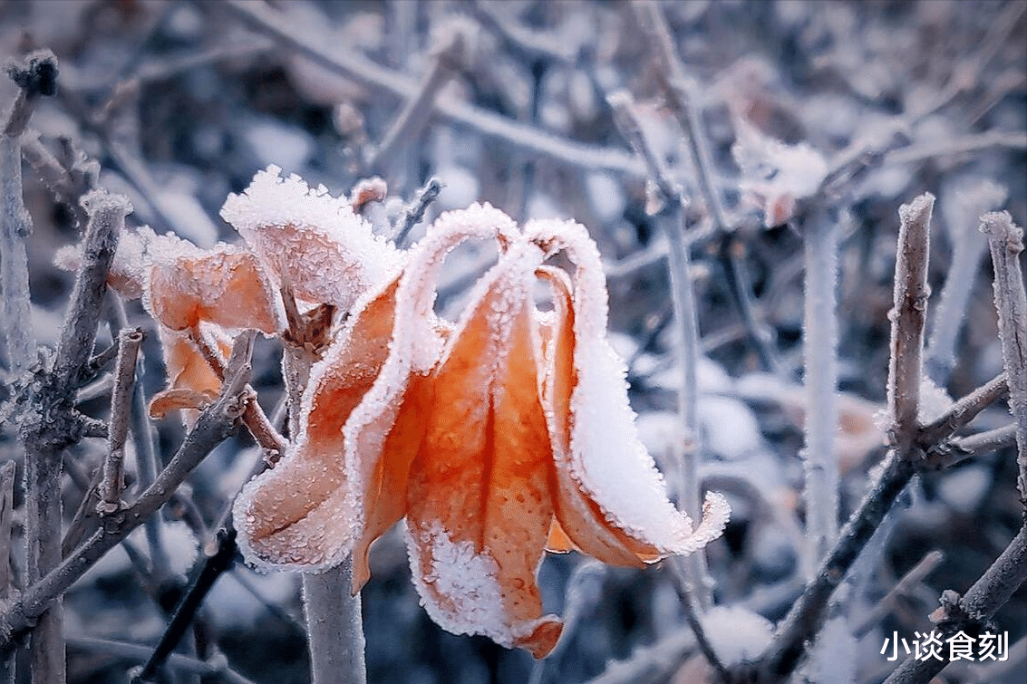 |“冬头雪花飘，老牛不挨刀”，“冬头”是啥时候？下雪有啥说法？