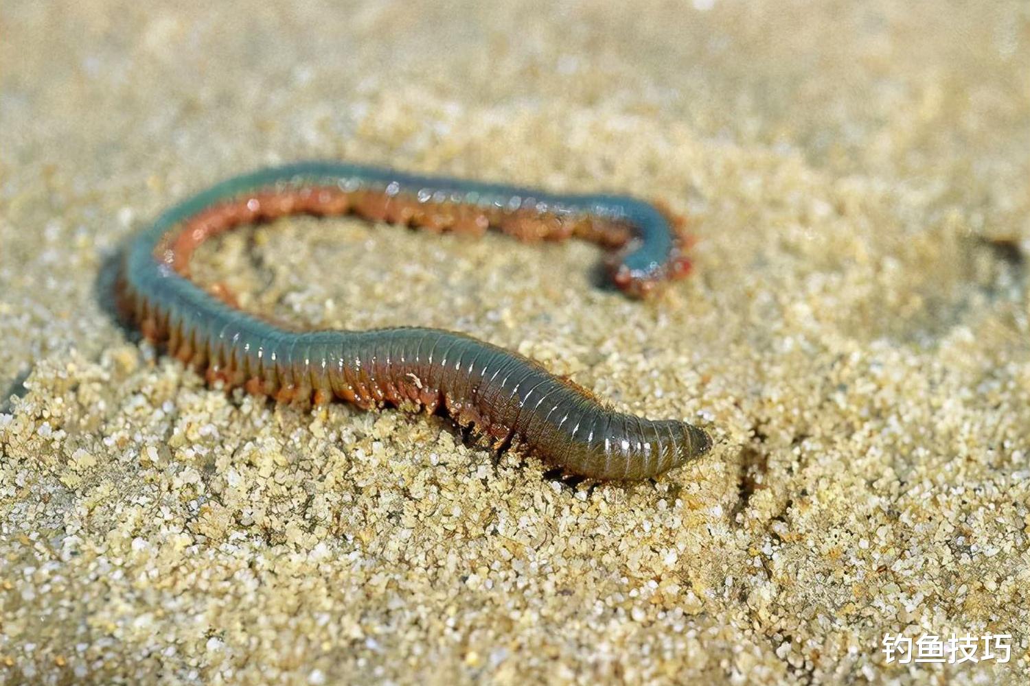 海钓|冬季钓黑鲷,如何促进鱼咬钩?冬季促进黑鲷咬钩的方法