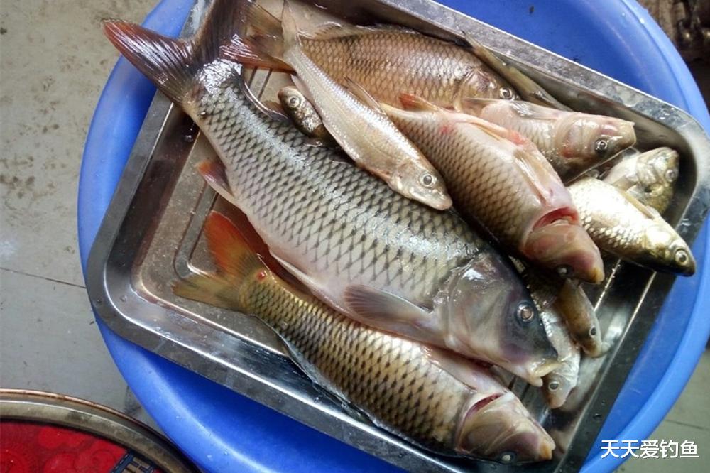 |夏季钓鱼5钓5不钓,天热鱼难钓,套路远比技巧重要