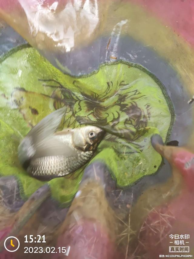 |昨天跑鱼,今天断线,只有大板鲫不离不弃