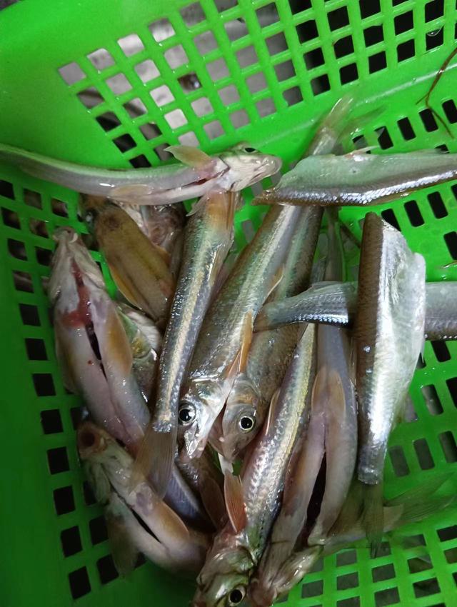 饵料|春季野钓船钉子攻略,个头不大但可连竿双飞,味道很棒!