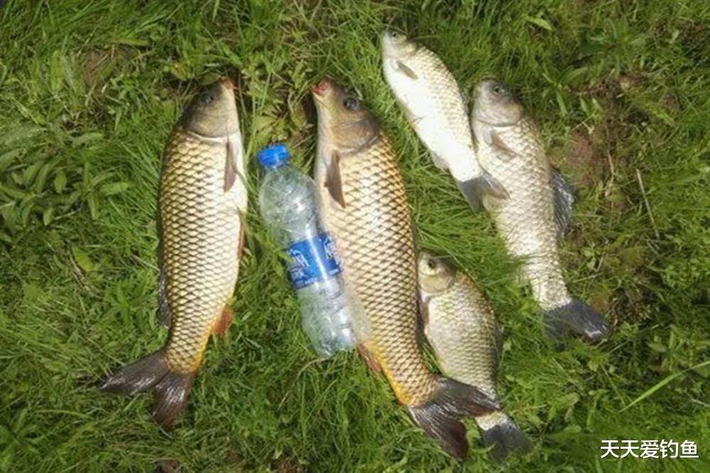 夏季阴天如何钓鱼？常用4个招数，越钓越欢喜