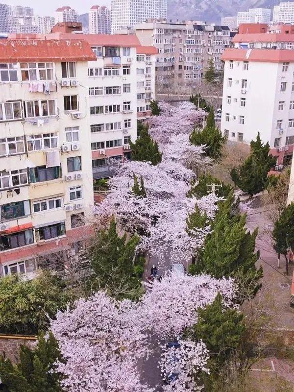 青岛市|4月不来这座樱花开满的城市看看，我会遗憾整个春天