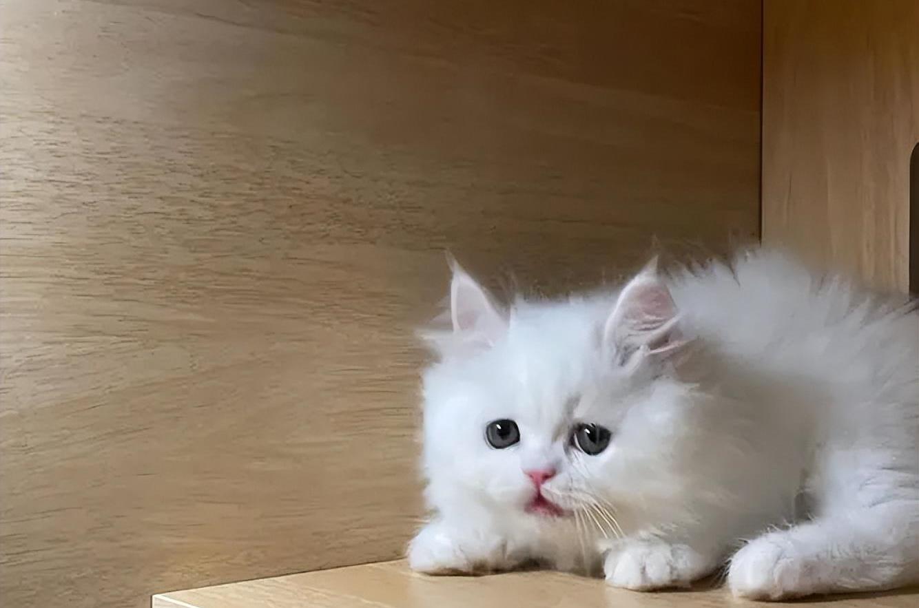 糖水铺|什么都敢吃的中国人,为何这五种动物却不敢食用?是真的不能吃?