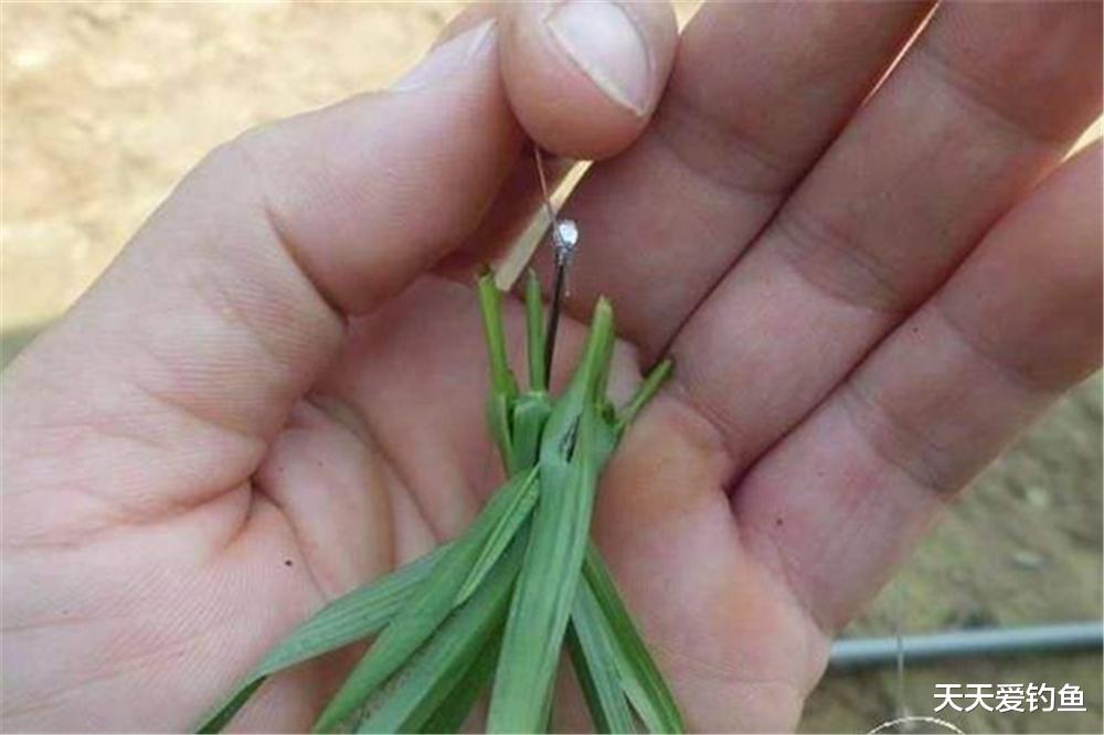 饵料|野钓草鱼关键在于钓法,用对了方法,大草鱼连竿上