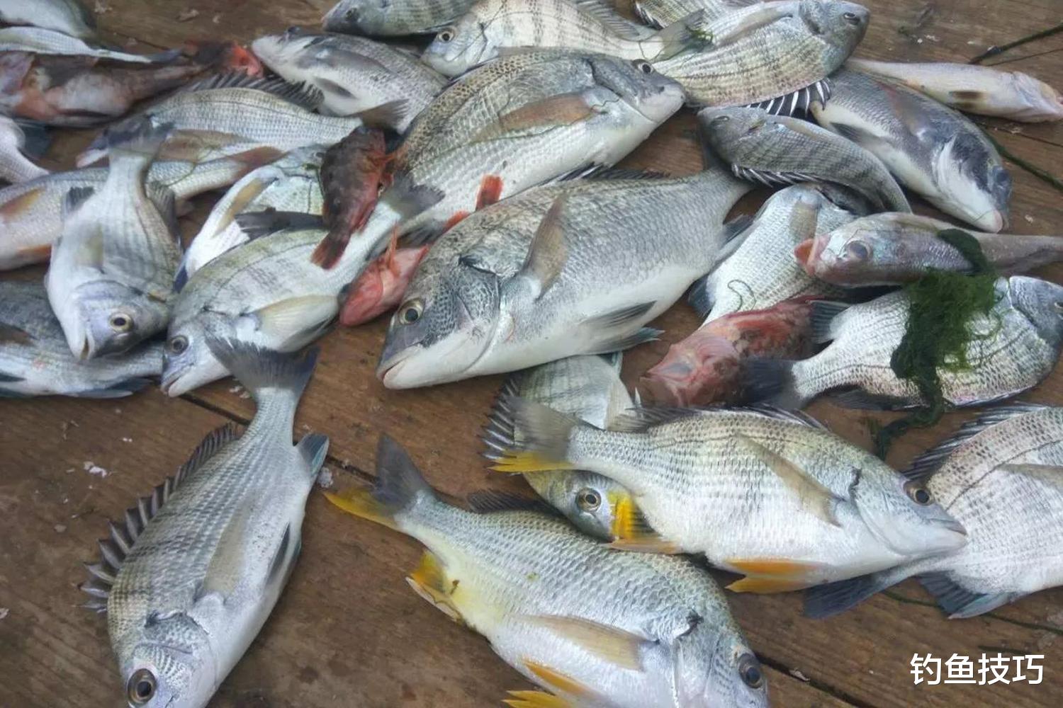 海钓|海钓如何选鱼饵?海钓好鱼饵的4个典型特征