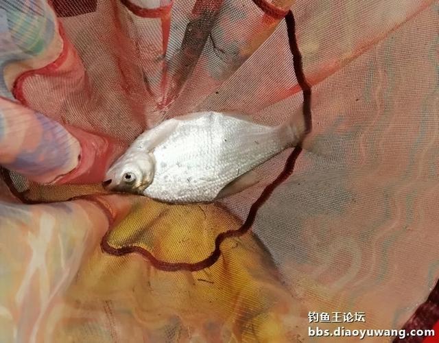 钓鱼王饵料为“媒”,与柳叶鳊异地“牵手”