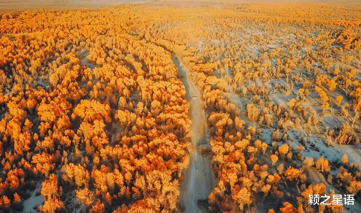 胡杨林|中国最美胡杨林，沙漠与水，金黄耀眼