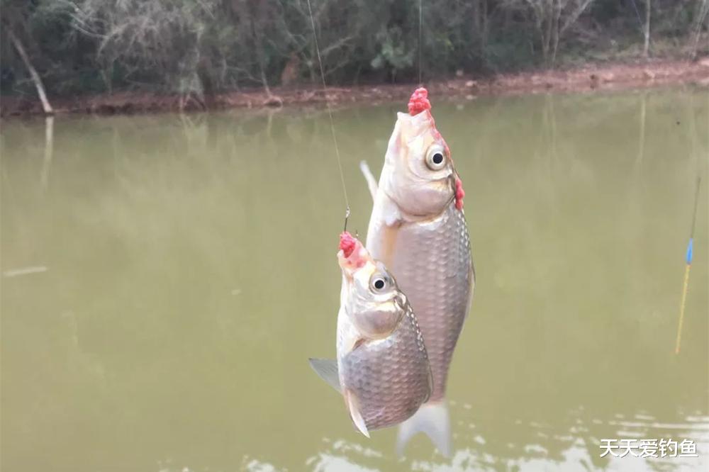 初秋野钓,温度高鱼上浮,试试这3种钓法