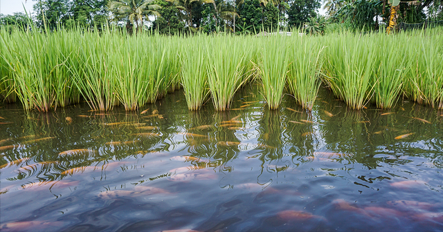鲫鱼|雨后涨水,正是爆护好时机