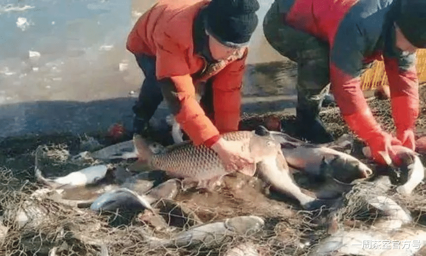 |比鸡鸭肉滋补，比牛羊肉便宜，冬天使劲吃，营养滋补，增强免疫力
