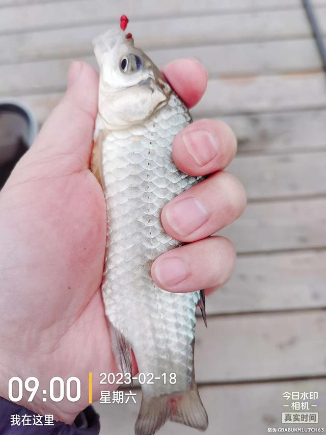 黄鱼|徐胖奶鲫秘密基地，大叔弯弓生擒大鲤