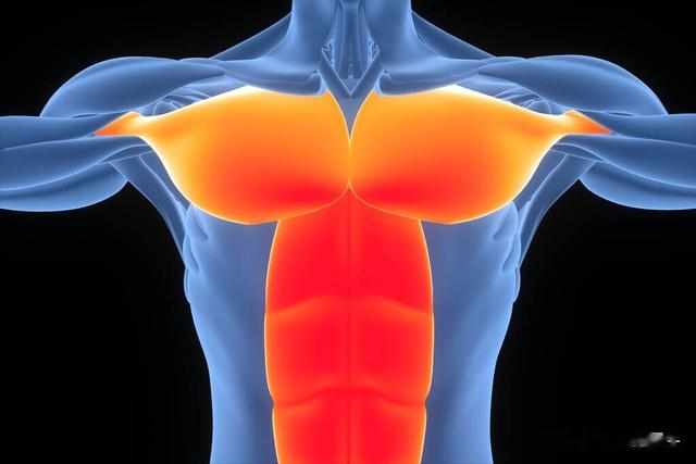 运动|年龄大了,肌肉流失得到底有多快?不想老了干瘪,2件事得常做