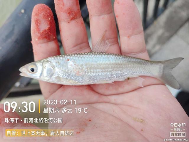 |浪急风高，大鱼偶得，罗非应接不暇