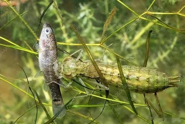 蚊子|1年吃掉3000只蚊子,8年才能长大,如今做成美食供不应求?