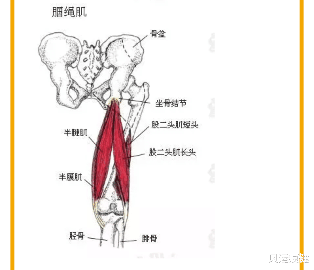 你健身过程中，最爱练的身体部位是哪儿？