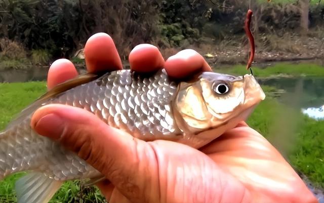 冬钓鲫鱼该用哪种鱼钩?钩形、大小一次讲清,新手一看就懂