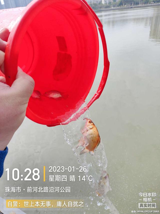 |退水浅中找深,上小钩却遇大鱼,欢乐惊喜一样都不缺