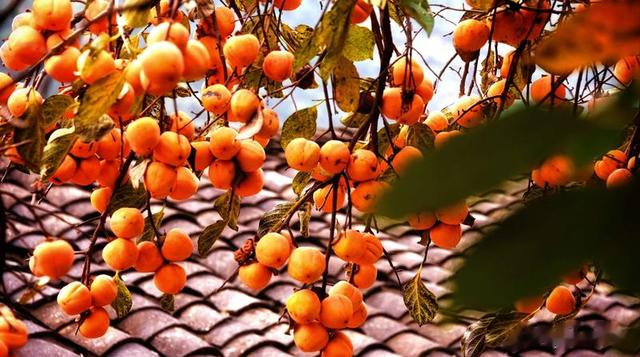 曾是我国的“铁杆庄稼”，寿命长达百年，为何如今掉一地无人捡？