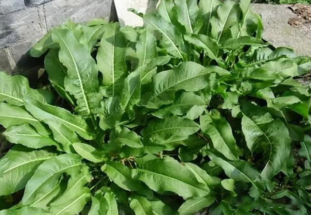 牛都不吃的农村野草，为何古人视若珍宝，还称呼它为“金不换”？