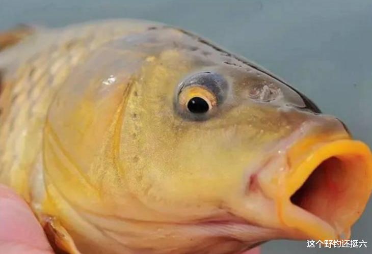野钓鲤鱼你会用多大的鱼钩?切线跑鱼频频脱钩,多则就是钩用小了