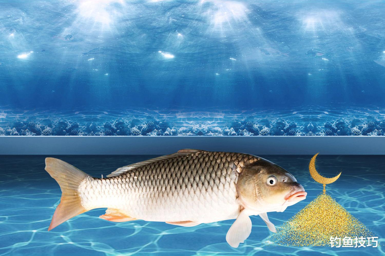 玉米|春季黑坑鲤鱼正钓,鱼饵搭配的4个要领,谁用了都说好