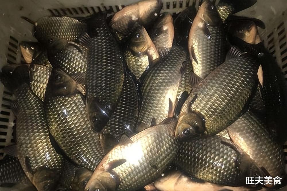鲤鱼|天太冷，少吃鲤鱼草鱼，最该多吃的是它，肉嫩味鲜，营养又解馋