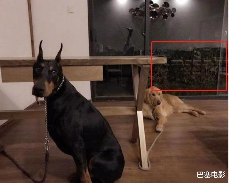 乐嘉|看似落魄卖惨，实则低调捞金，乐嘉的如意算盘打得响啊