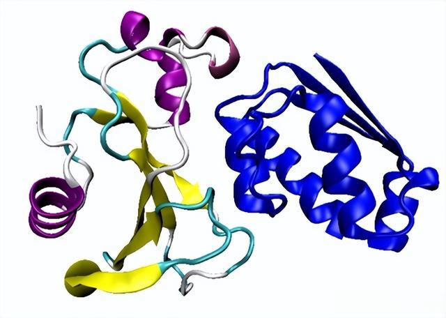 运动|年龄大了,肌肉流失得到底有多快?不想老了干瘪,2件事得常做