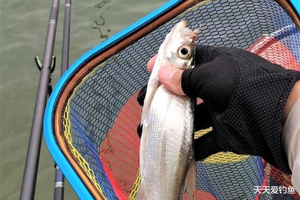 夏季钓鱼，2种钓法必须学会，大鱼小鱼全部通杀