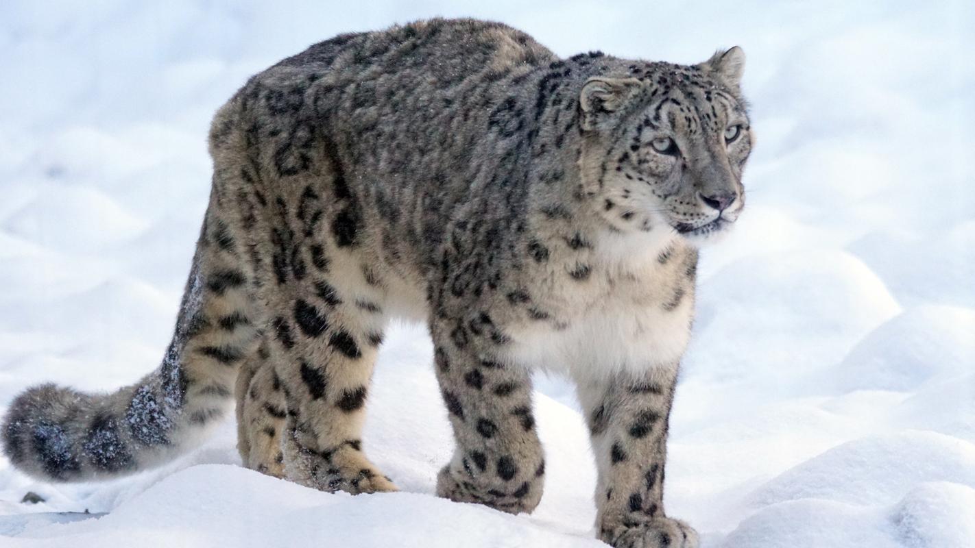 黑豹与雪豹:从敌对到友谊的转变,童话故事 - 教育资讯(主打网)