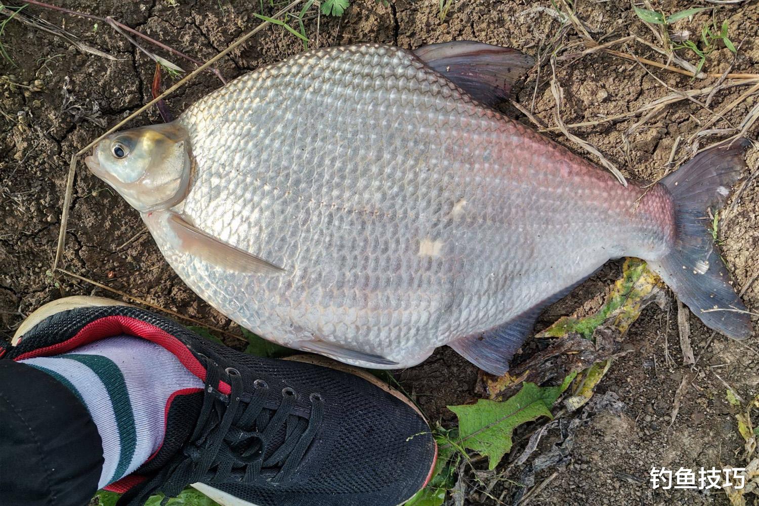 野生鳊鱼如何钓？野钓鳊鱼的5个要领，学会以后钓到爆护