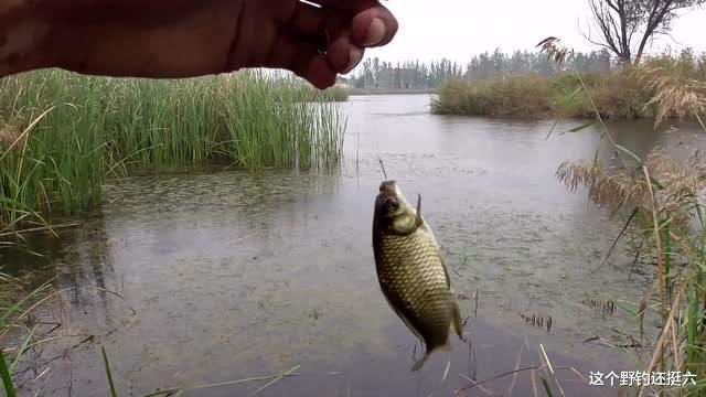 天热鱼口差如何打窝效果好？对比上鱼硬道理！抽频率如何把握节奏
