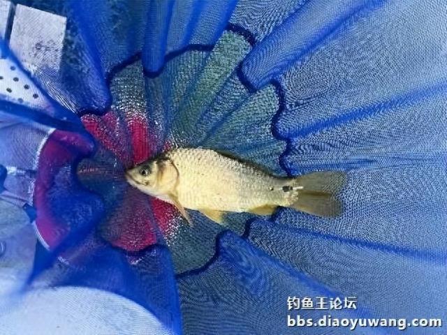 高温战黑坑,获奖鱼票50块