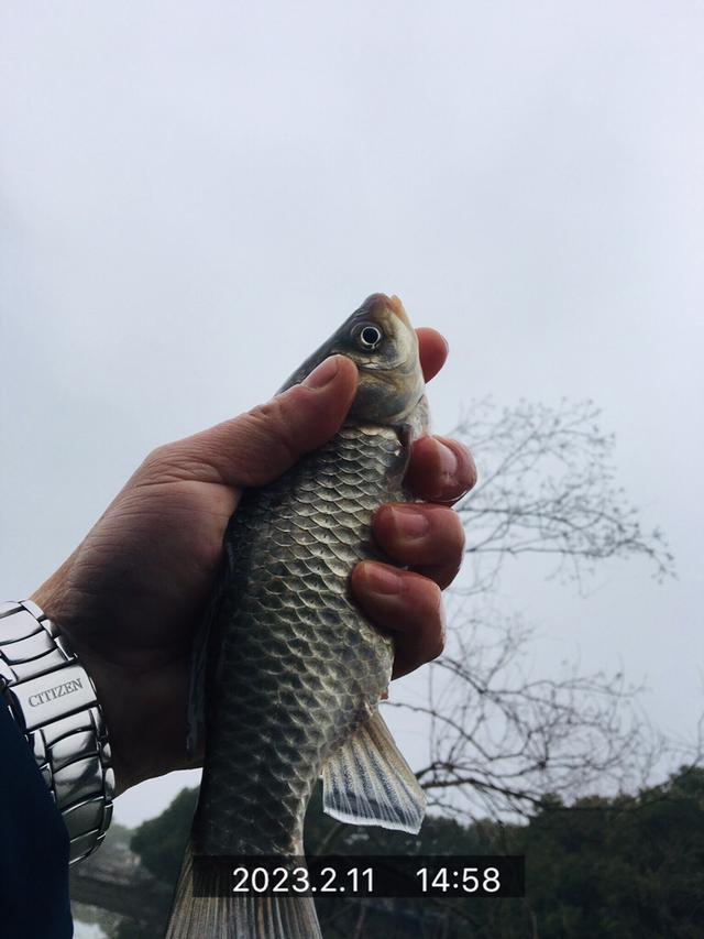 钓鱼|走在通往春天的路上，愿鲫鲤一路随行！