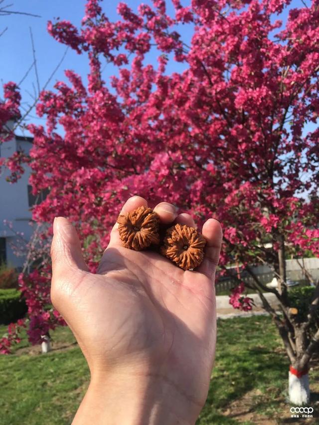 橄榄核|一条素铁核,4年被他盘的透透的!多少人看一眼,就再也忘不了