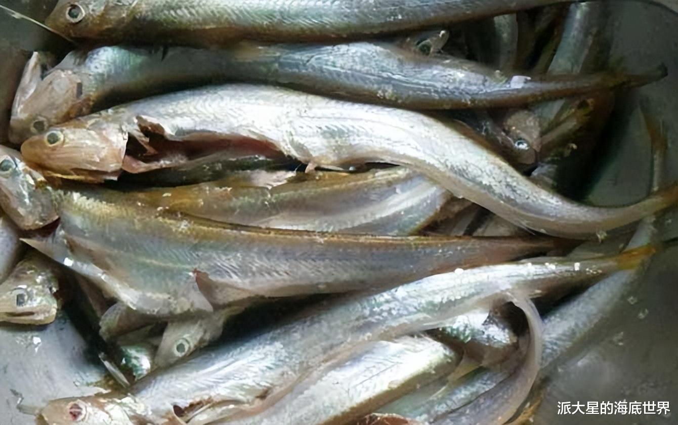 刀鱼|刀鲚:难得一见的刀鲚,有钱也吃不到