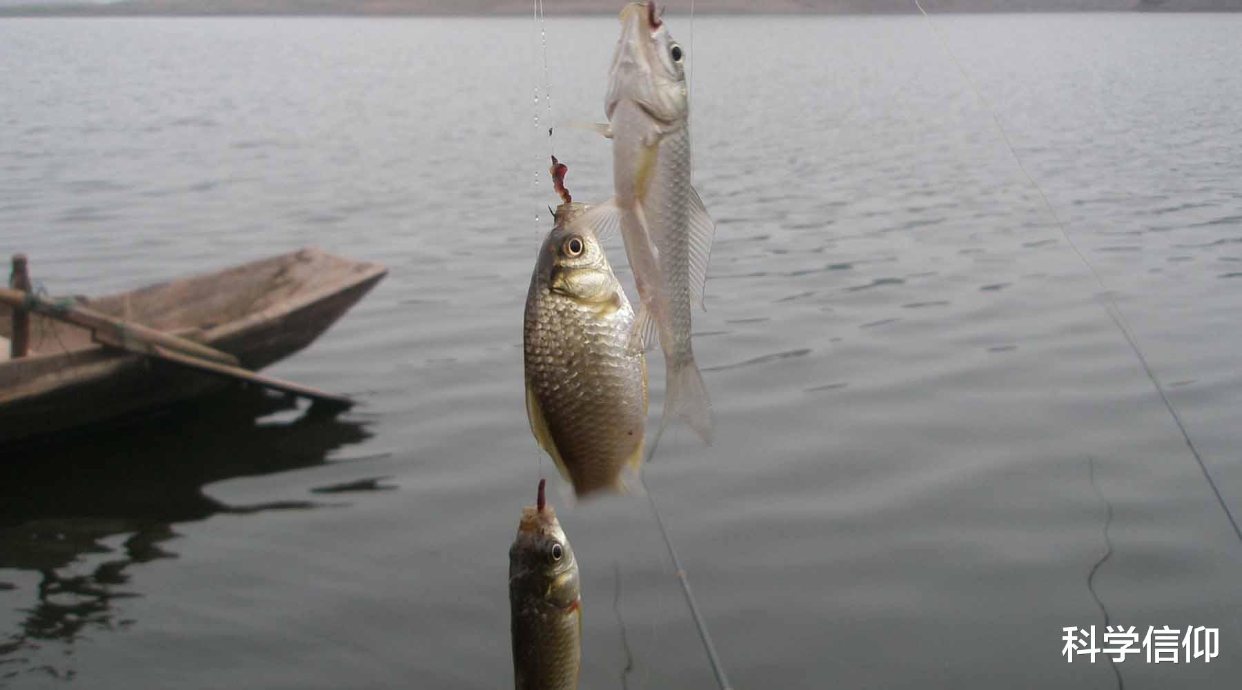 |水缸里面放条鱼,鱼为什么不会死?水为什么不会腥?