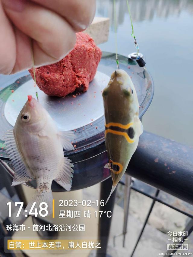 鲤鱼|给鱼尝尝肥宅快乐水，前有花河豚后有靓鲤鱼