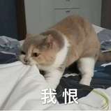 雅绿篮球